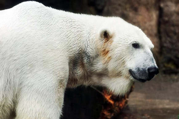 conrad-polar-bear-1.jpg